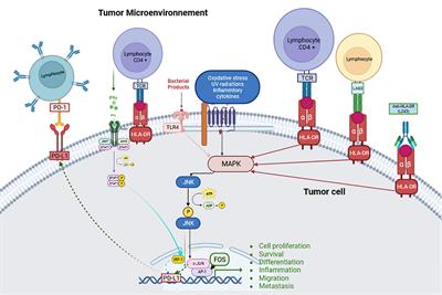 HLA-DR expression in melanoma: from misleading therapeutic target to potential immunotherapy biomarker